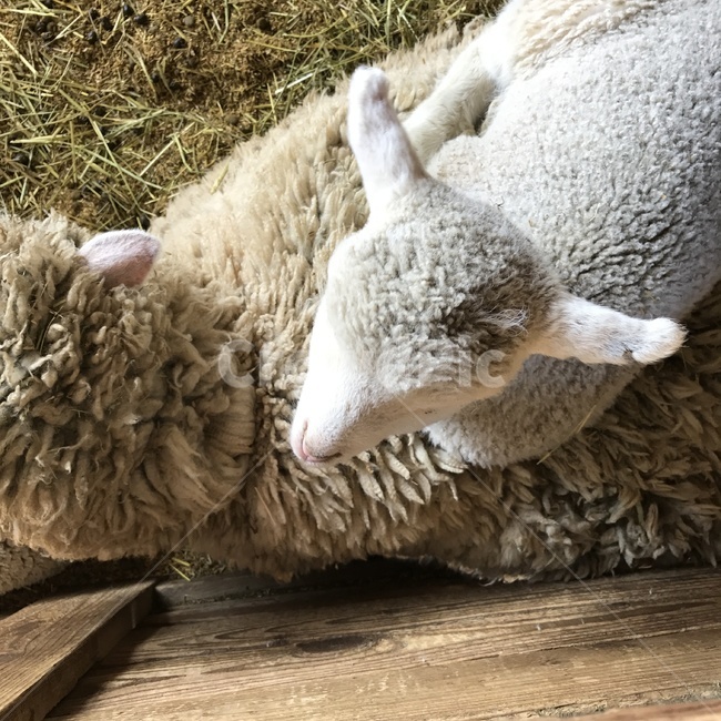강원도,대관령,양,sheep,양털,동물,동물,animal,포유류,mammal,산업,industry,industrial,목축업,목장,livestock farming,ranching,pasture