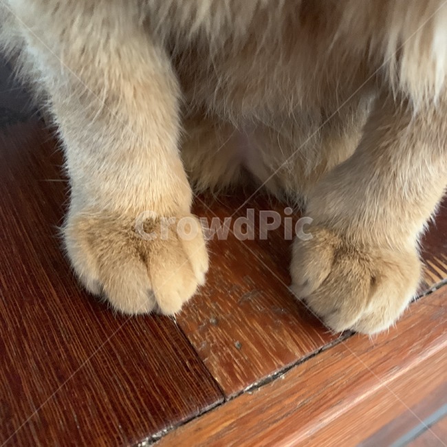 고양이,발,고양이발,모찌,귀여운,동물,animal,포유류,mammal,고양이,cat,kitten,kitty