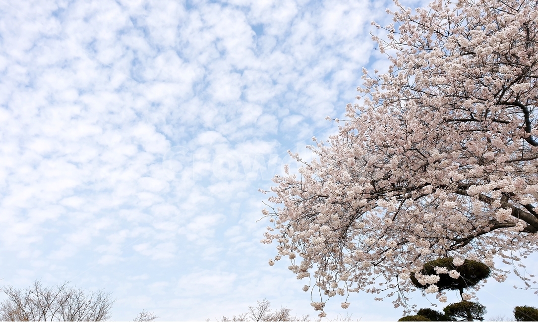 벚꽃,벚꽃놀이,꽃,나무,벚꽃나무,봄,봄철작물,tree,plant,flower,푸른하늘,구름,하늘,sky,blue,spring,봄,계절,spring,season,자연,풍경,nature,landscape,식물