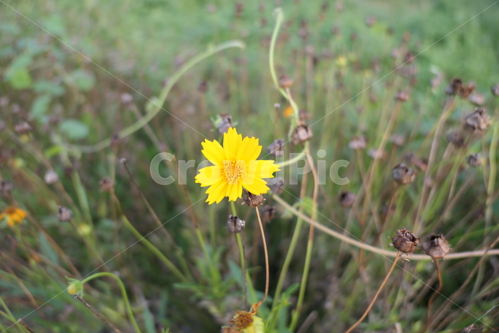노란꽃,노란색꽃,flower,금계국,plant,식물