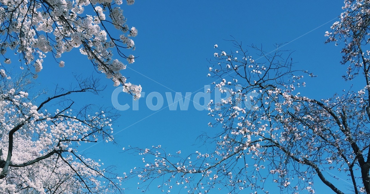 하늘,나무,봄,파란하늘,배경,plant,식물,flower,blossom,꽃,cherryblossom,벚꽃,tree,spring,blue,봄,계절,spring,season