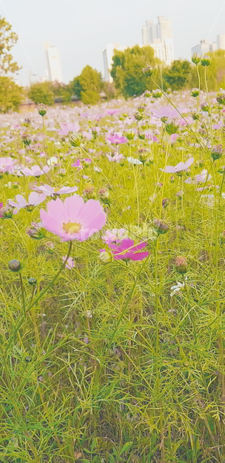 코스모스,꽃,꽃밭,가을,분홍꽃