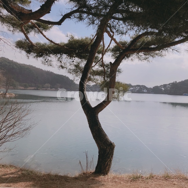 나무,자연,겨울,하늘,호수,자연,풍경,nature,landscape,식물,plants,나무,trees,wood,tree,plant,tree trunk,나무 줄기