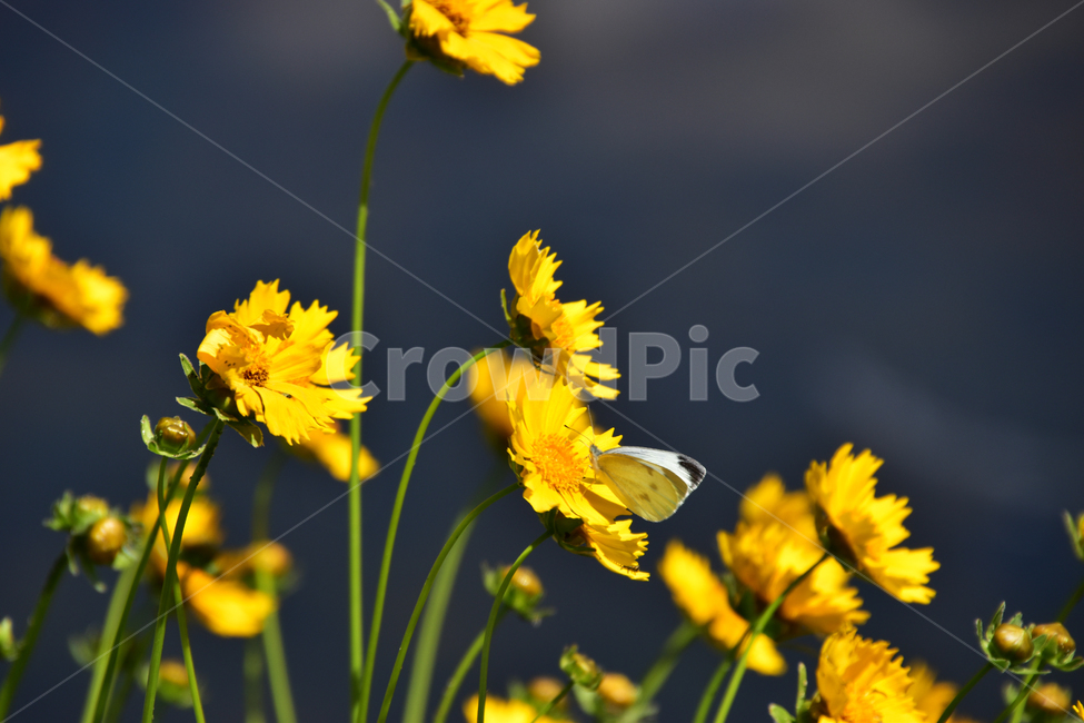 자연,배경,아름다운,꽃,공원,햇살,nature,background,beautiful,flowers,park,sunny,식물,자연,plants,nature,꽃,flower