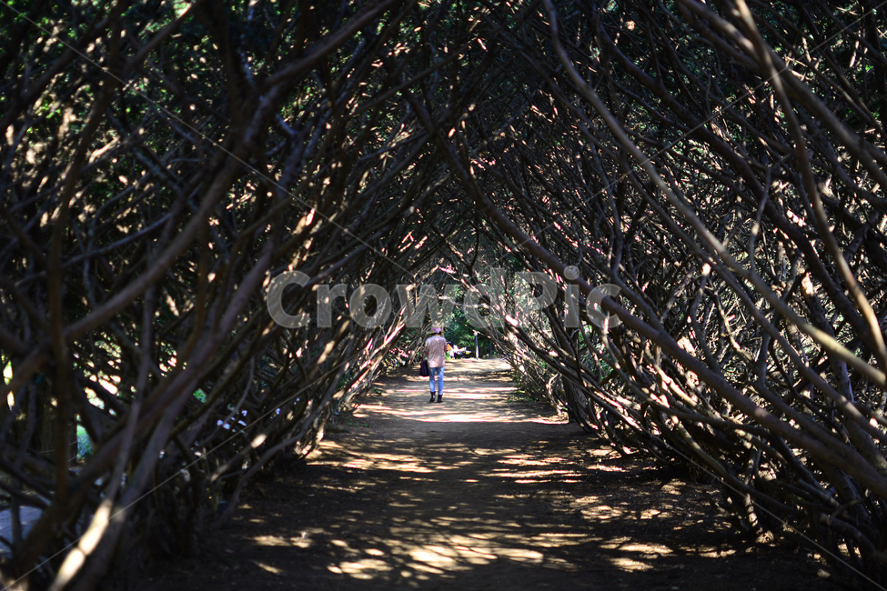 파주,자연,풀,나무,감성,풍경nature,landscape,한국자연풍경,한국자연경관,koreanaturelandscape,주목터널길,빛,햇빛,나무터널,가을,산책,나들이산책,autumn,계절눈부신,자연,풍경,nature,landscape,사람,인물,인간,human,person,여성,여자,woman,female,lady