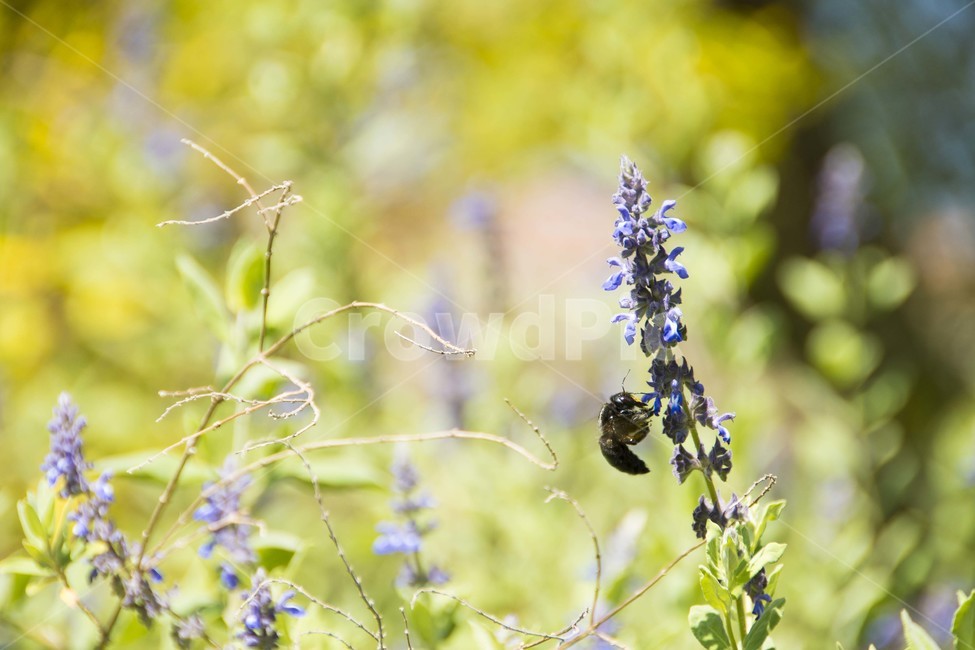곤충,벌,호박벌,라벤더,꽃,봄,식물,자연,plants,nature,꽃,flower,곤충,벌레,insect,bug