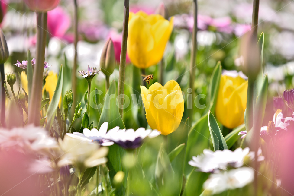 꽃,튤립,코스모스,감성,flower,식물,자연,plants,nature,꽃,flower
