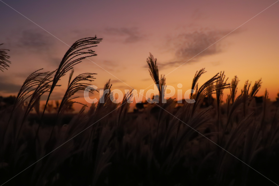 노을,갈대,일몰,해질녘,식물,가을,자연,풍경,nature,landscape