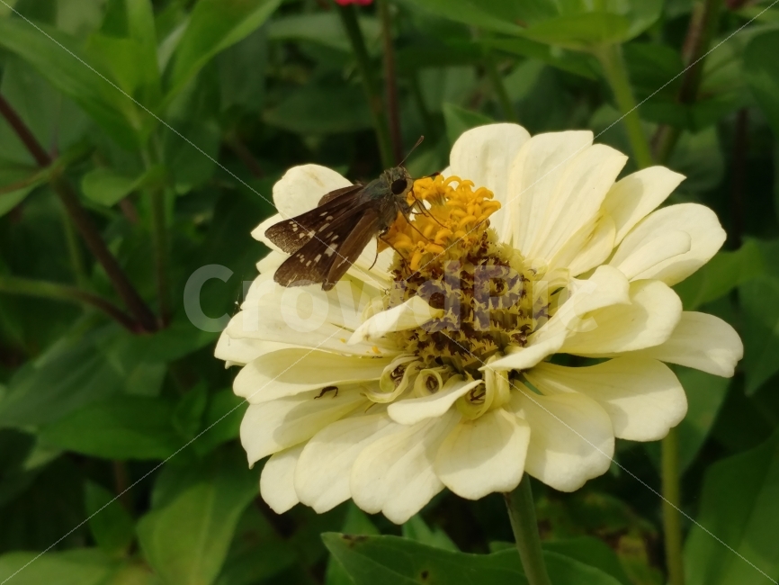 백일홍,zinnia,나비,bug,곤충,butterfly,꽃과나비,식물,자연,plants,nature,꽃,flower,동물,animal,곤충,벌레,insect,bug