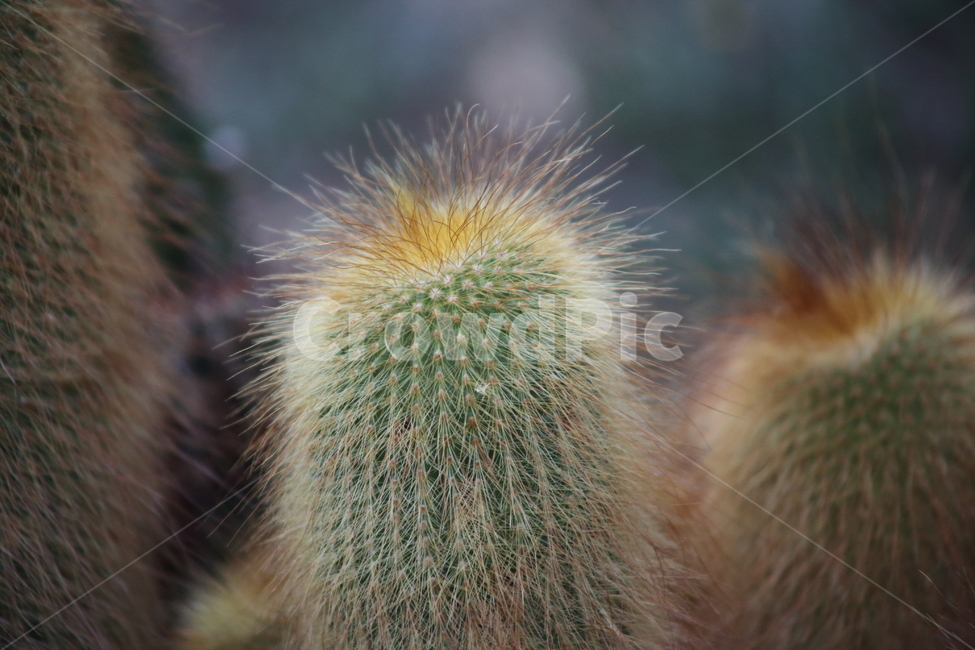 금황환선인장,선인장,식물,온실,notocactusleninghausii,식물,자연,plants,nature