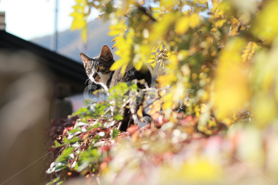 가을,담벼락,고양이,길냥이,해질녘,동물,동물,animal,포유류,mammal,고양이,cat,kitten,kitty