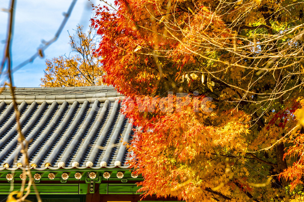 보광사,가을,단풍,자연,풍경,사찰,기와,기와지붕,단풍잎,나뭇잎,계절,가을서정,식물,plant,나무,나무줄기,잎,가을,계절,fall,autumn,season,tree,leaf,maple