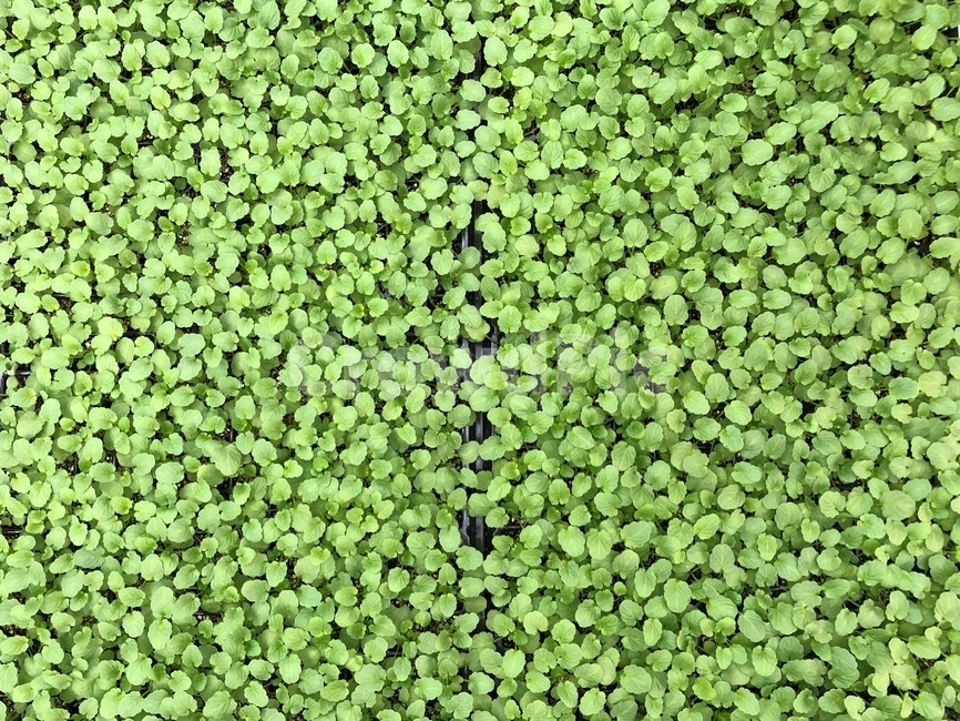 plant,식물,green,초록,leaf,잎,새싹,seedling,greenhouse