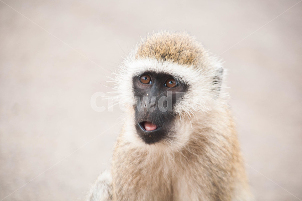monkey,mammal,원숭이,포유류,wildlife,animal,야생생물,동물,케냐,동물,animal,포유류,mammal