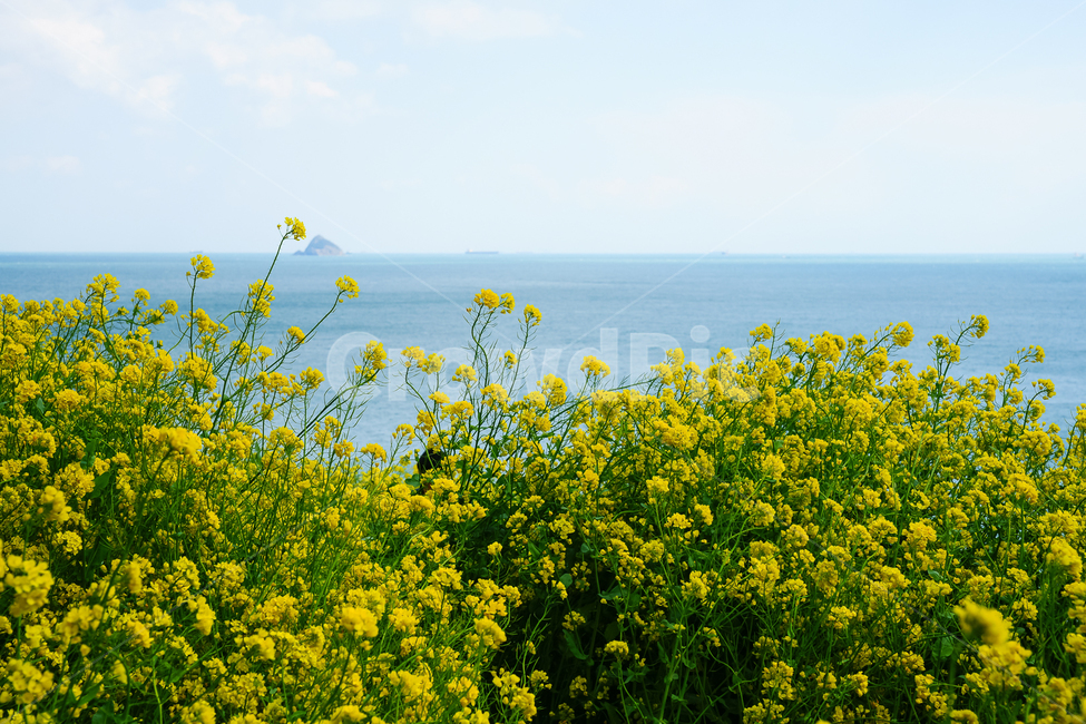 spring,spring flowers,sky,ocean,sprout,nature,fluid flower,yellow,spring scenery,flower
