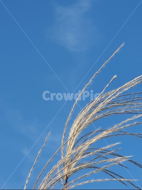 가을,하늘,갈대,식물,가을하늘,가을,계절,fall,autumn,season,plant,grass,잔디,lawn