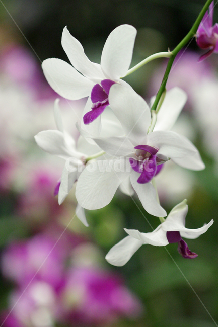 호접란,꽃사진,꽃,이슬,꽃이슬,식물,자연,plants,nature,꽃,flower