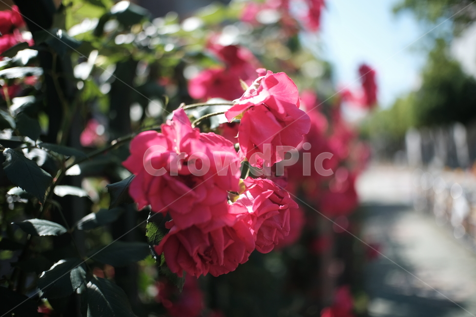 꽃,봄,장미,거리,화창한,식물,자연,plants,nature,꽃,flower