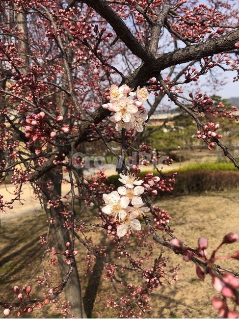 꽃,봄,나무,벚꽃,공원,봄,계절,spring,season,식물,자연,plants,nature,꽃,flower,plant,blossom