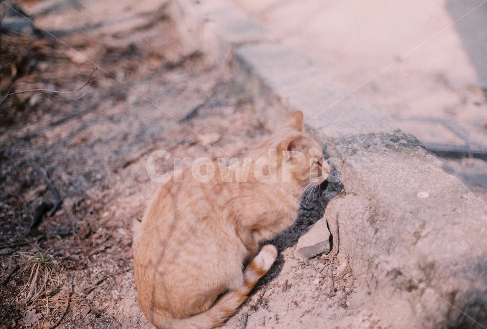 고양이,cat,동물,animal,필름,film,필름사진