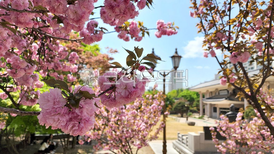 spring,Double cherry blossoms,petal,flower tree,Wolgok Historical Park