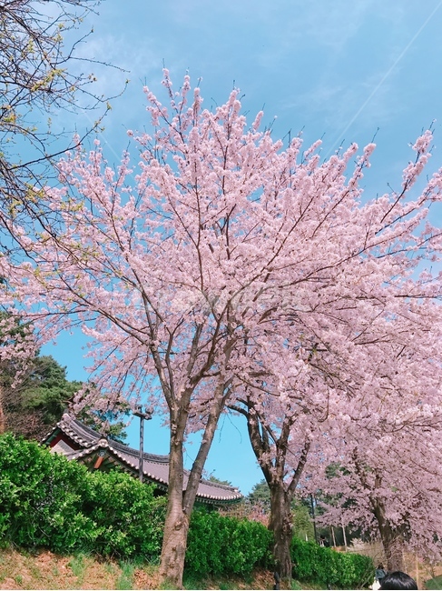 하늘,벚꽃,자연,풍경,나무,plant,blossom,식물,꽃,flower,봄,계절,spring,season,나무,trees,wood