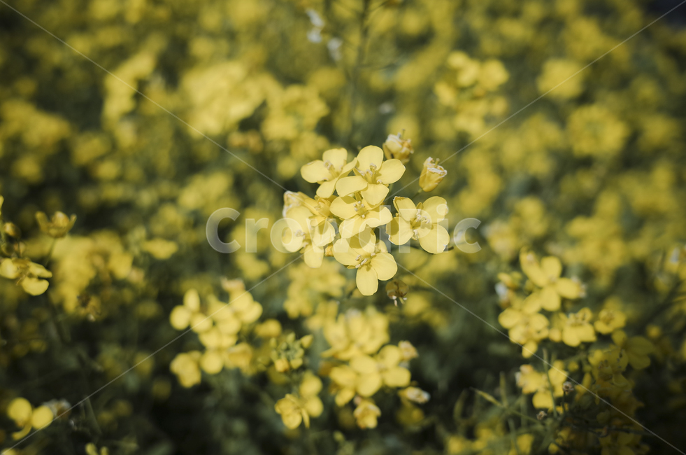 유채꽃,유채,yellow,plant,식물,flower,꽃,봄,봄꽃,노란꽃,green,노란,초록