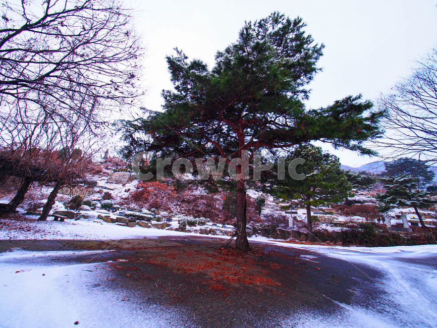 소화묘원,나무,겨울,눈,winter,snow,식물,전나무,tree,겨울,계절,winter,season,자연,풍경,nature,landscape,plant,fir