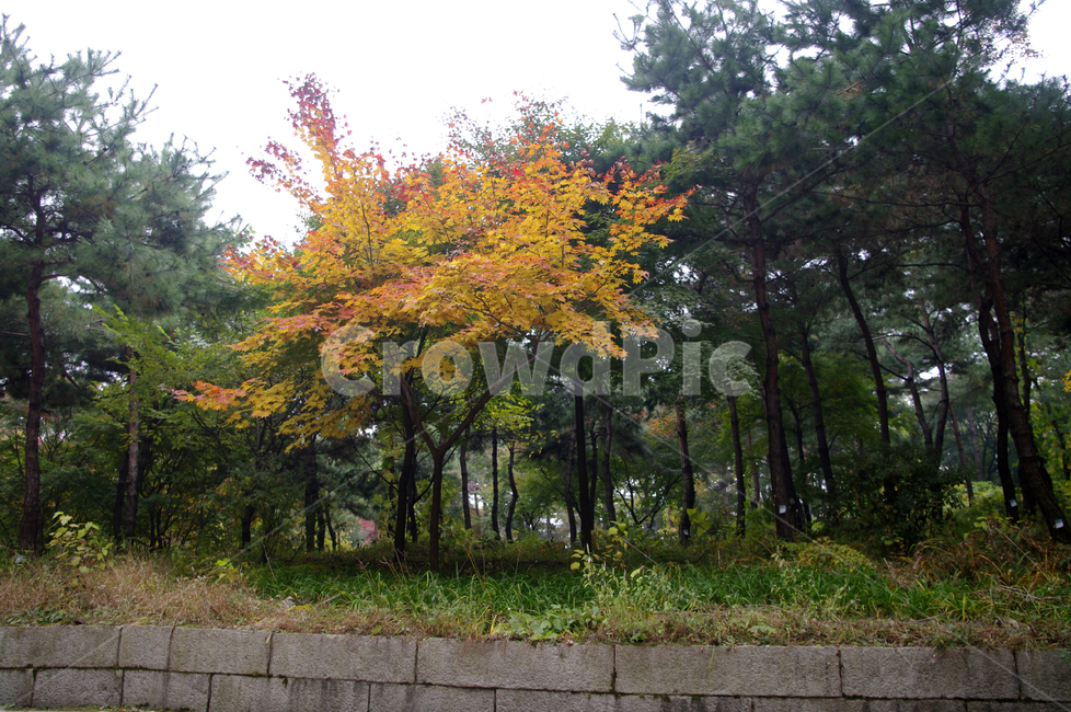 가을,fall,나무,식물,plant,단풍,잎,가을,계절,fall,autumn,season,자연,풍경,nature,landscape,tree