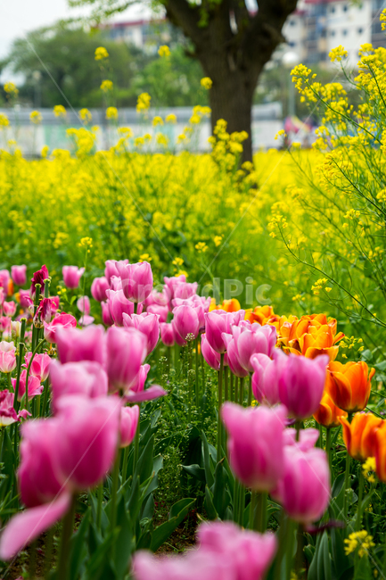 튤립,봄,꽃,분홍,자연,근접,식물,자연,plants,nature,꽃,flower