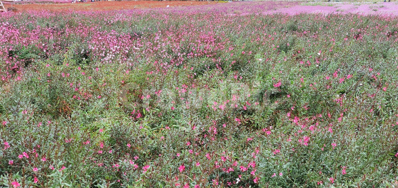 garden,flower,plant,summer,spring,green,white,beauty,floral,pink,season,beautiful,background,blossom,petal,bright,colorful,growth,blooming,leaf,park,grass,botany,natural,flora,fresh,outdoor,bloom,grassland,outdoors,옥외,field,들,nature,자연,farm,농장,countryside,한지방,rural,농촌,meadow,목초지
