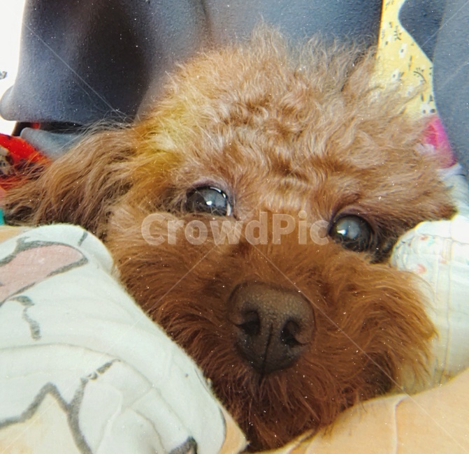 강아지,반려견,푸들,초코푸들,기상,동물,animal,포유류,mammal,개,강아지,dog,doggy