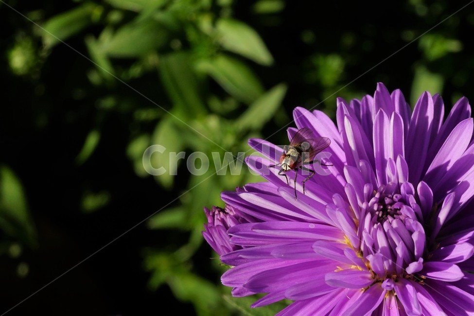 꽃,자연,아름다움,식물,nature,bloom,plant,beautiful,flower,식물,자연,plants,nature,꽃,flower