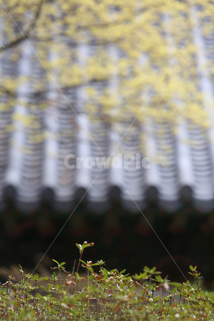 봄,꽃,지붕,산수유,노랑,새싹,spring,flower,yellow,자연,풍경,nature,landscape,한국자연풍경,한국자연경관,korea nature landscape