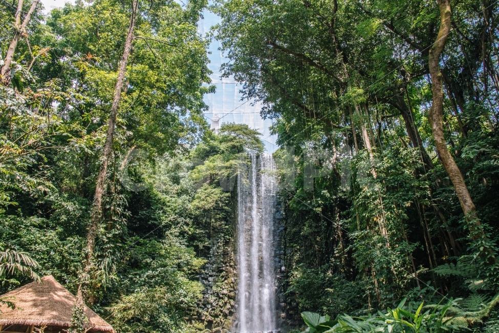 공원,나무,숲,폭포,물,초록,휴가,여름,풍경,싱가포르,여행,자연,풍경,nature,landscape,여름,계절,summer,season,해외,외국,세계,foreign,oversea,world,water,river,강,outdoors,옥외,waterfall