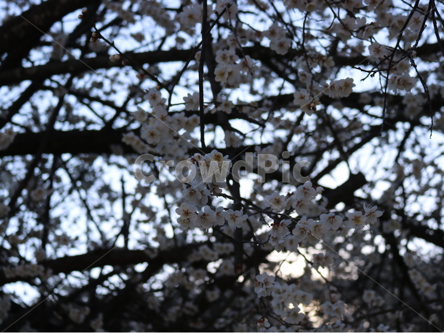 꽃,봄,매실꽃,blossom,나무,식물,tree
