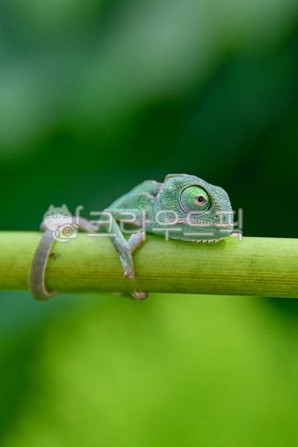 카멜레온,자연,초록색,반려동물,파충류,animal