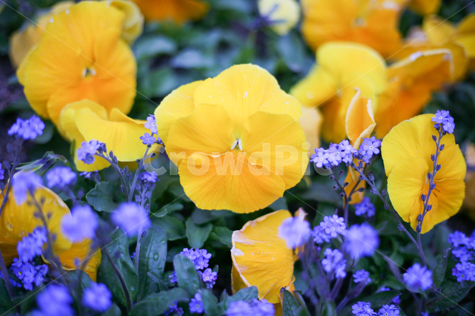 팬지,노란꽃,노란팬지,pansy,봄꽃,봄,화단,봄화단,아웃포커싱,봄날,공원,plants,nature,flower,spring,식물,자연,plants,nature,꽃,flower