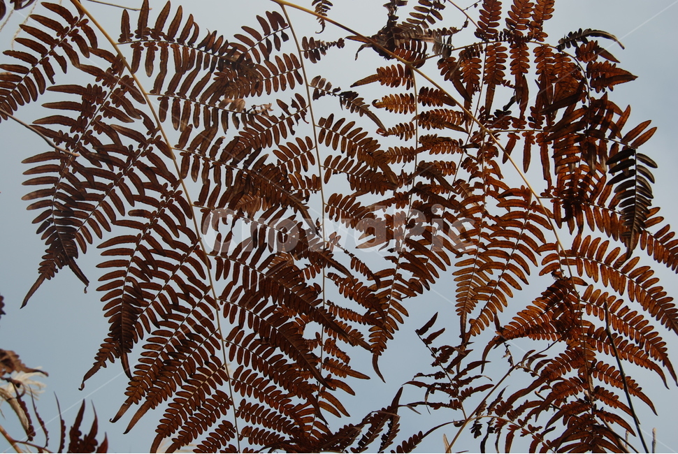 회문산,공원,자연,나무,휴양림,식물,자연,plants,nature