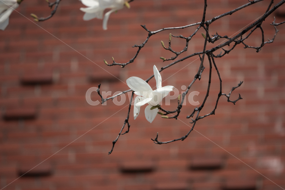봄꽃,흰꽃,목련,꽃나무,꽃,식물,자연,plants,nature,꽃,flower