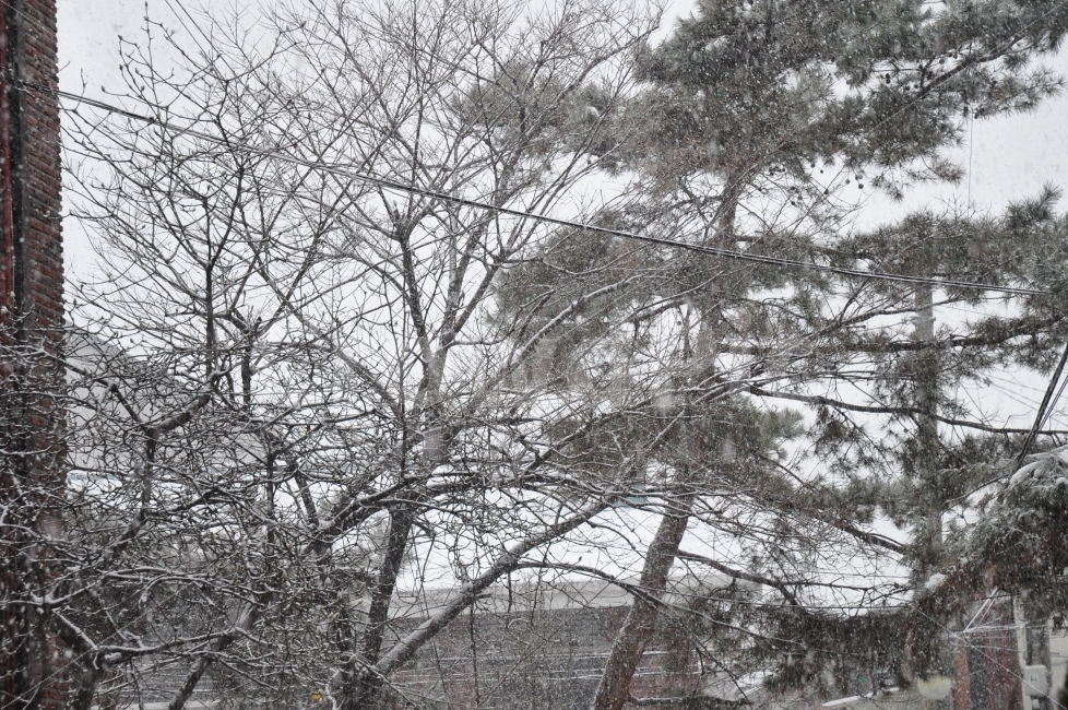 겨울,집앞,눈,나무,하얀색,자연,추움,계절,함박눈,winter,house,fallingsnow,snowy,snow,trees,white,nature,자연,풍경,nature,landscape,겨울,계절,winter,season,outdoors,옥외