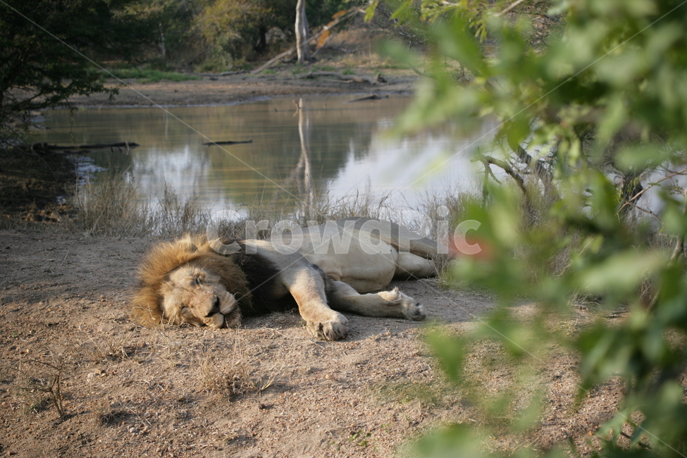 mammal,포유류,animal,동물,lion,사자,wildlife,야생동물,사파리,숫사자,동물,animal,포유류,mammal