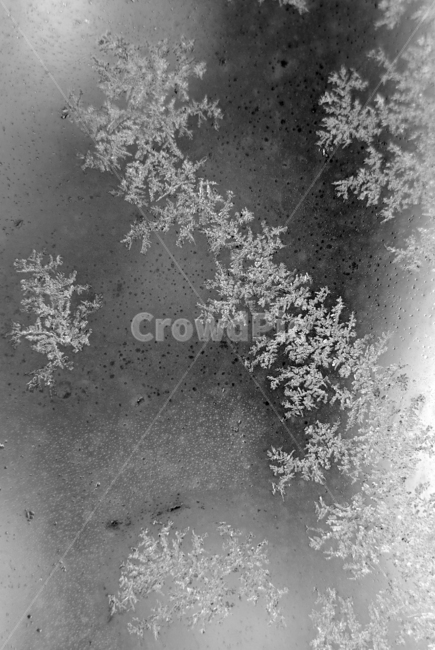 겨울,성애,얼음,습기,cold,겨울,계절,winter,season,흑백,모노톤,monochrome,black and white