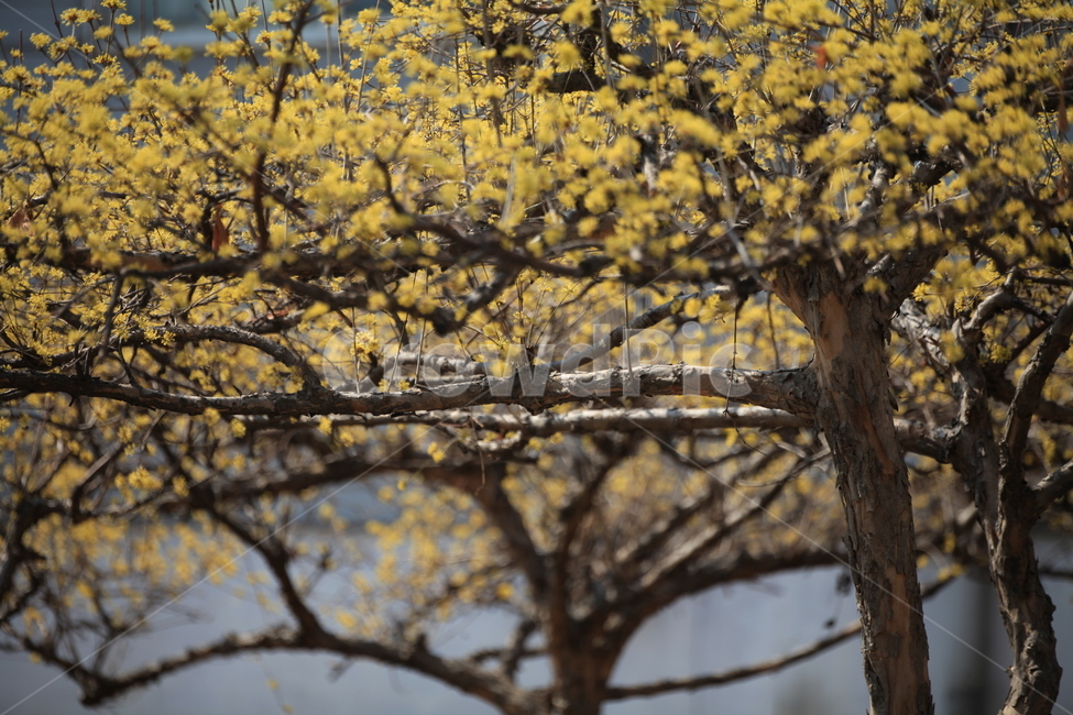 plant,식물,tree,나무,treetrunk,나무줄기,산수유,꽃,노란꽃,야생화