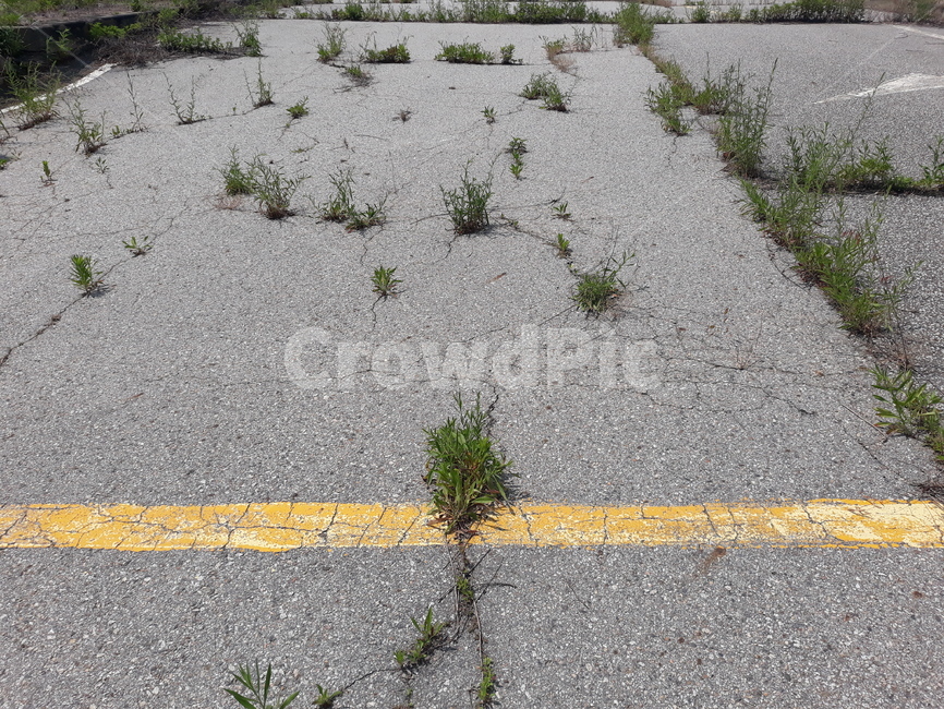 아스팔트,asphalt,도로,road,잡초,weed,잔디,grass,old