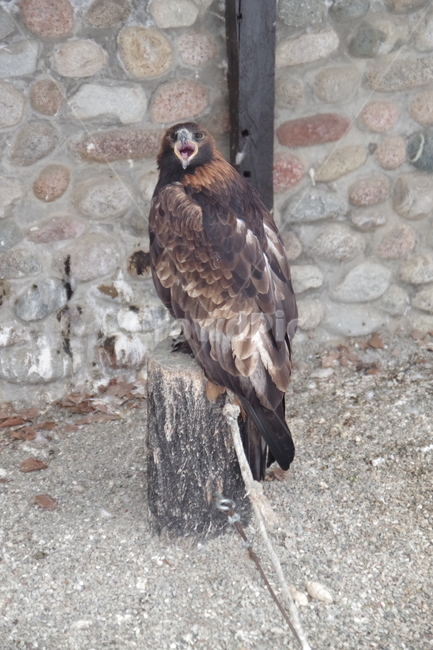 새,독수리,동물원,알마티,카자흐스탄,맹금류,eagle,birds,zoo,almaty,kazakhstan