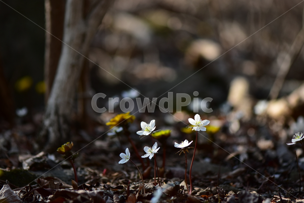 변산바람꽃,야생화,봄,꽃,흰색,자연,식물,식생,봄의전령사,풀꽃,미나리아재비과,식물,자연,plants,nature,꽃,flower