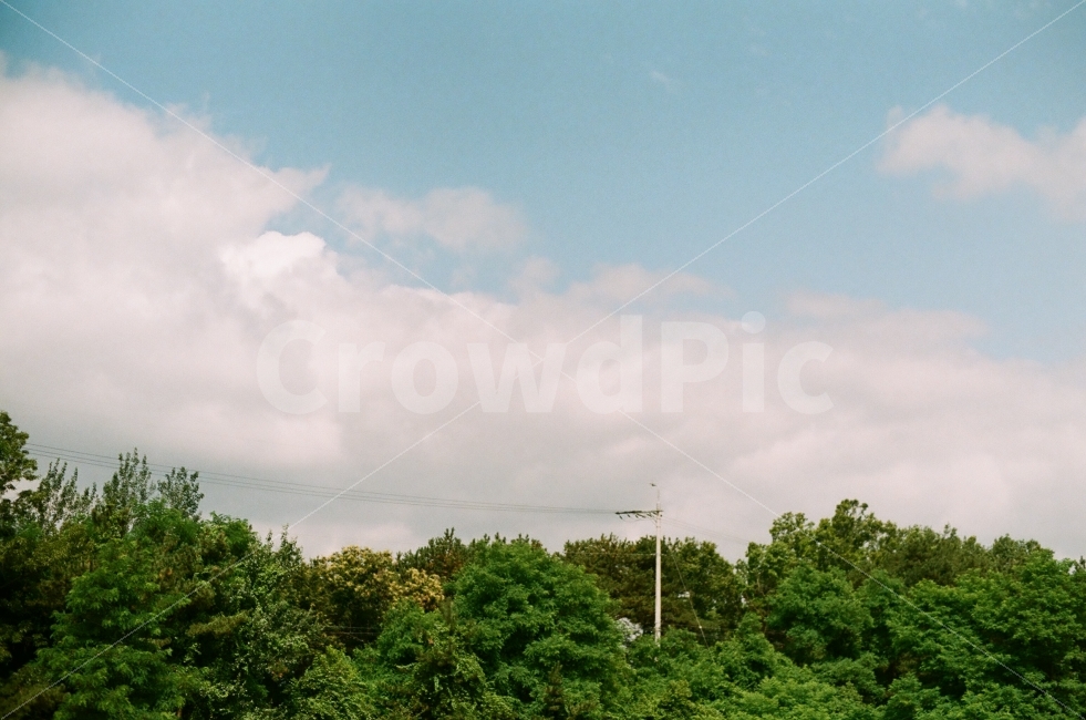 필름,필름사진,나무,풍경,식물,전봇대,하늘,시골,자연,풍경,nature,landscape,감성,sensible,feeling,outdoors,옥외