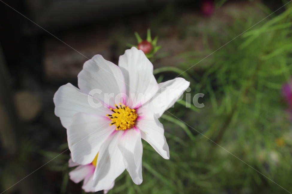 꽃,식물,자연,자연물,감성,flower,nature