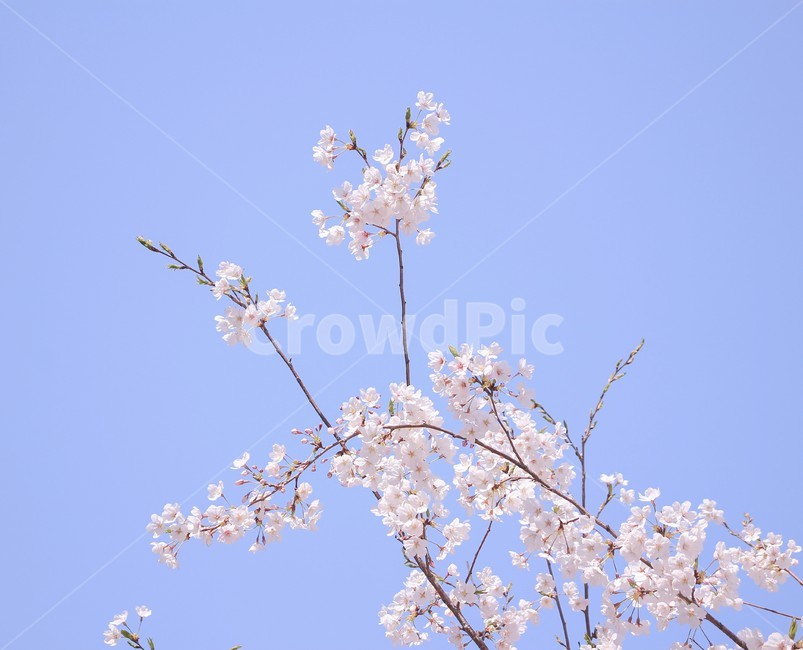 봄,벚꽃,하얀색,분홍색,blossom,하늘,나뭇가지,봄,계절,spring,season,식물,자연,plants,nature,꽃,flower,plant